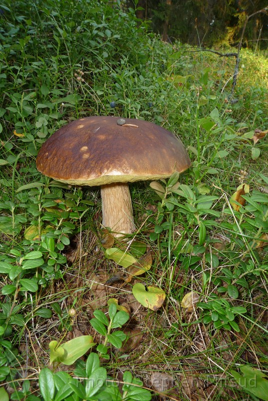 Bennas2010-1030384.jpg - Forest mushrooms, as big as Maltese bread!